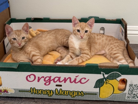 Entry image for Simba and Nala, the Lion Twins 🧡🧡🐈🐈. Clicking this image will show a larger photo