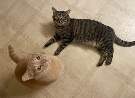 Entry image for Pippin & Hobbes . Clicking this image will show a larger photo