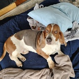 Entry image for Copper