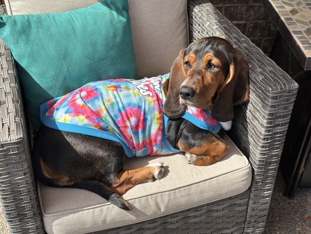 Entry image for Charlee . Clicking this image will show a larger photo