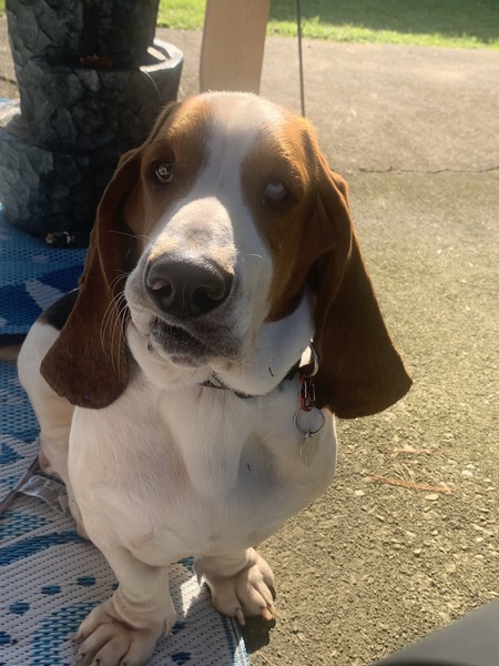 Entry image for Romeo. Clicking this image will show a larger photo