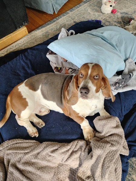 Entry image for Copper. Clicking this image will show a larger photo