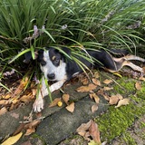 Entry image for Imogen