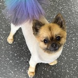 Entry image for Cha Chi