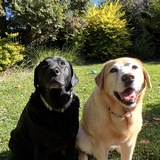 Entry image for Chloe and Pepsi