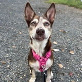 Entry image for Annie