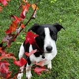 Entry image for Ripley (formerly Lloyd)