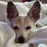 Entry image for Chica