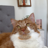 Entry image for Ninny