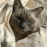 Entry image for Frankie