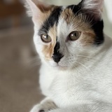 Entry image for Pudda