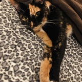 Entry image for Hazel Mae (AKA Minky Moo)