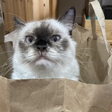 Entry image for Suki (AKA Suki-doo)