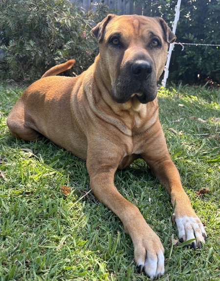 Entry image for LULU. Clicking this image will show a larger photo