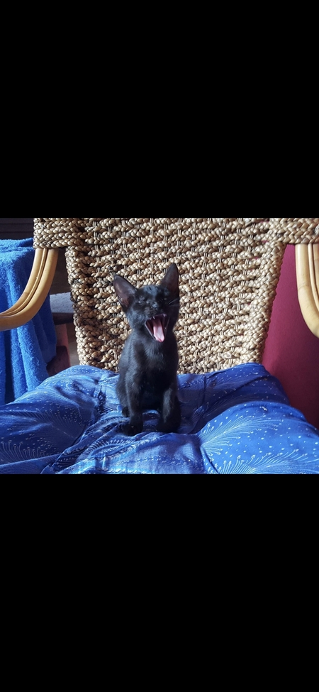 Entry image for Saffy. Clicking this image will show a larger photo