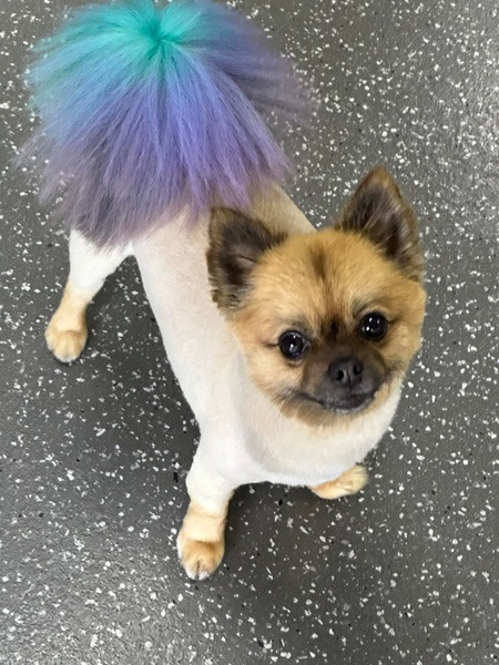 Entry image for Cha Chi. Clicking this image will show a larger photo