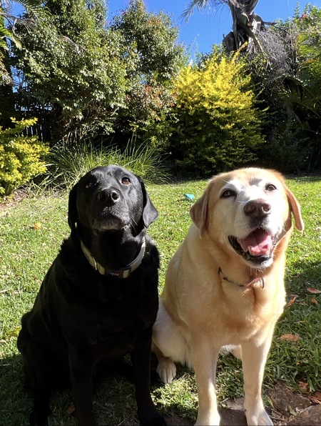 Entry image for Chloe and Pepsi. Clicking this image will show a larger photo