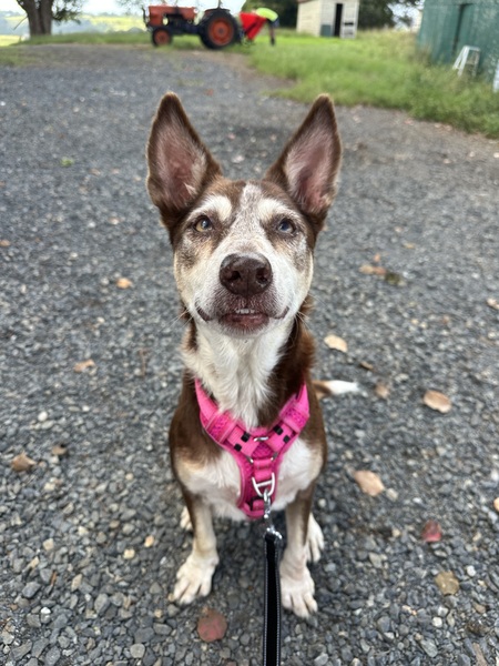 Entry image for Annie. Clicking this image will show a larger photo