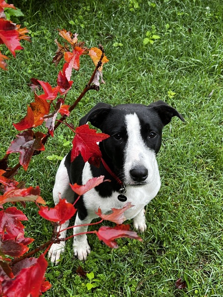 Entry image for Ripley (formerly Lloyd). Clicking this image will show a larger photo