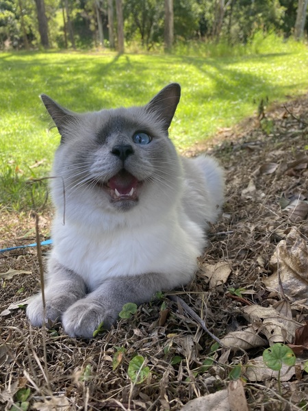Entry image for Coquito. Clicking this image will show a larger photo
