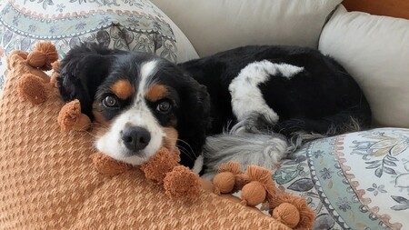 Entry image for Milo. Clicking this image will show a larger photo