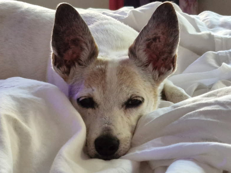 Entry image for Chica. Clicking this image will show a larger photo