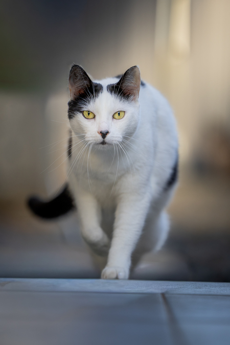 Entry image for Nala. Clicking this image will show a larger photo