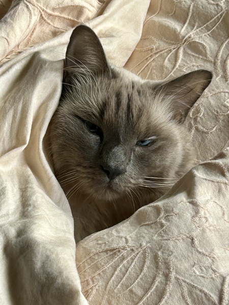 Entry image for Frankie. Clicking this image will show a larger photo