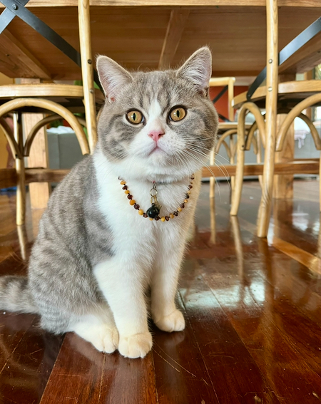 Entry image for Smokey . Clicking this image will show a larger photo