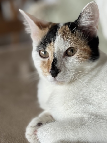 Entry image for Pudda. Clicking this image will show a larger photo