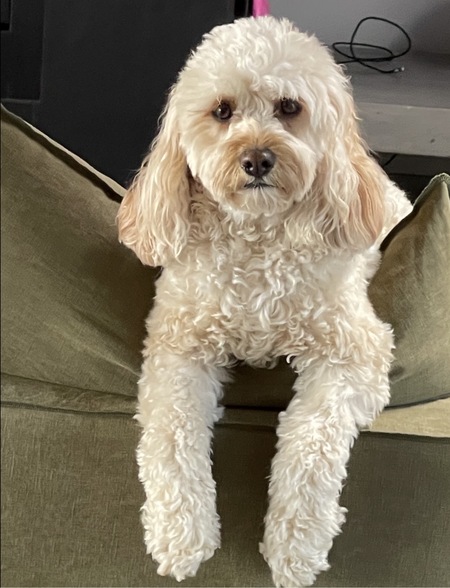 Entry image for Waffles. Clicking this image will show a larger photo