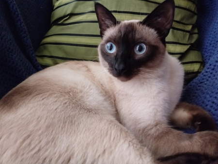 Entry image for Oliver . Clicking this image will show a larger photo