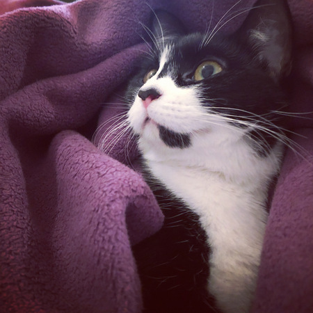 Entry image for Pepper (AKA Peppi-Lou) . Clicking this image will show a larger photo