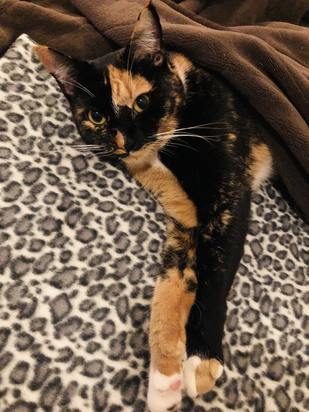 Entry image for Hazel Mae (AKA Minky Moo). Clicking this image will show a larger photo