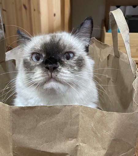 Entry image for Suki (AKA Suki-doo). Clicking this image will show a larger photo