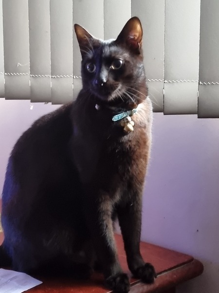 Entry image for Loki. Clicking this image will show a larger photo