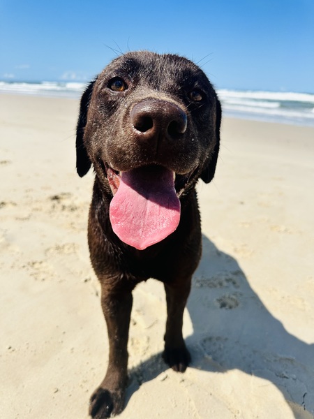 Entry image for Maisy Daisy. Clicking this image will show a larger photo