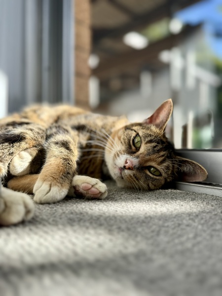 Entry image for Mochi. Clicking this image will show a larger photo