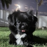 Entry image for Tsuki 