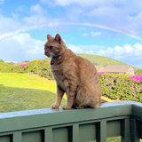 Entry image for Sandy Boy
