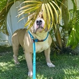 Entry image for Bowser
