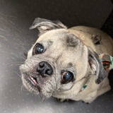 Entry image for Asha