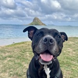 Entry image for Rufus