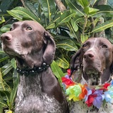 Entry image for Otis and Jedi