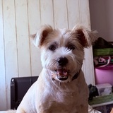 Entry image for Rolo