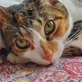 Entry image for Pebbles