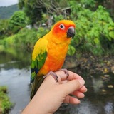 Entry image for Mango