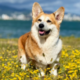 Entry image for Suki