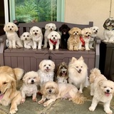 Entry image for Canine Concierge Ohana