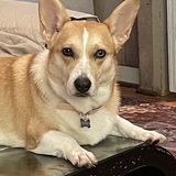 Entry image for Bonnie
